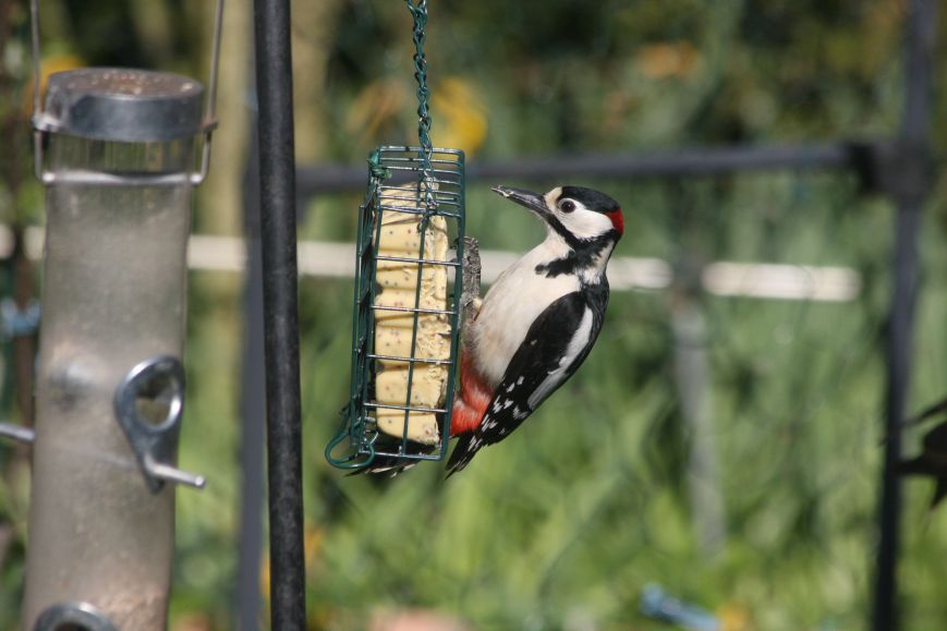 Great spotted woodpecker on garden feeder. Image: Chris Johnson